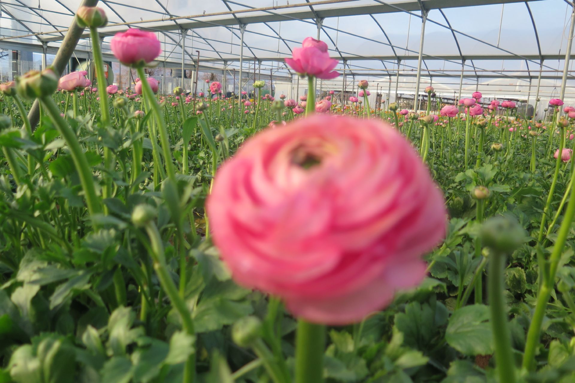 Fiori e piante nello stesso carrello: un approccio che semplifica davvero il lavoro dei Garden Center